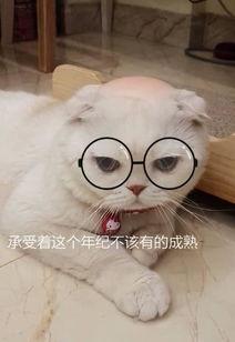 娱乐吃瓜君说刘二豆,娱乐吃瓜君揭秘娱乐圈新宠